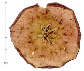   Fruit:   Malus domestica ; Photo by Lyndon Photography, Dried Botanical ID
